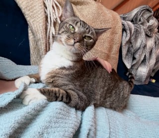 Illustration de l'article : Une chatte qui dormait dans un tas de feuilles en hiver commence l'année dans une famille aimante et chaleureuse