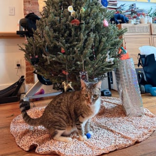 Illustration de l'article : Une chatte qui dormait dans un tas de feuilles en hiver commence l'année dans une famille aimante et chaleureuse