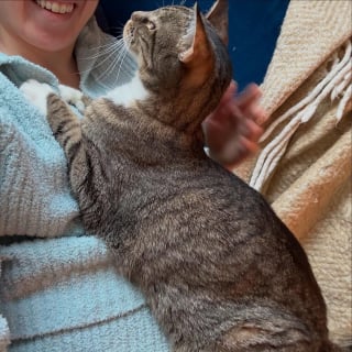 Illustration de l'article : Une chatte qui dormait dans un tas de feuilles en hiver commence l'année dans une famille aimante et chaleureuse