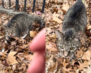 Illustration de l'article : Une chatte qui dormait dans un tas de feuilles en hiver commence l'année dans une famille aimante et chaleureuse