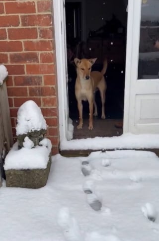 Illustration de l'article : Enchaîné toute sa vie dans une cabane, un chien découvre avec émerveillement la neige pour la toute première fois (vidéo)