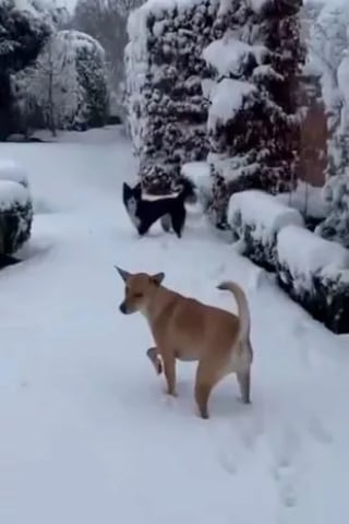 Illustration de l'article : Enchaîné toute sa vie dans une cabane, un chien découvre avec émerveillement la neige pour la toute première fois (vidéo)