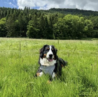 Illustration de l'article : Une chienne retrouve les bras réconfortants de ses propriétaires après avoir erré plusieurs jours à la suite d'un accident