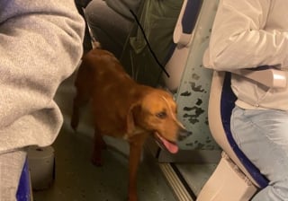 Illustration de l'article : Un chien engagé dans un périple rocambolesque en train mobilise internautes et habitants dans le Nord