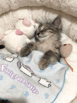 Illustration de l'article : 12 photos de chats confortablement installés pour la sieste qui feront chavirer votre cœur