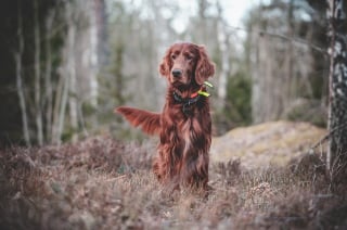 Illustration de l'article : Un octogénaire victime d'une chute dans les bois est sauvé par les aboiements de son chien qui guident les secours