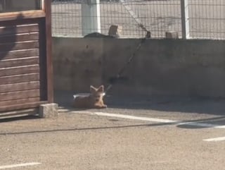 Illustration de l'article : Un chien abandonné dans une station-service a une réaction émouvante lorsqu’il comprend qu’un couple vient le sauver (vidéo)