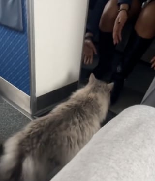 Illustration de l'article : Un chat s'échappe de sa cage de transport pendant un vol et en profite pour se faire de nouveaux amis dans la cabine de l’avion (vidéo)