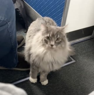 Illustration de l'article : Un chat s'échappe de sa cage de transport pendant un vol et en profite pour se faire de nouveaux amis dans la cabine de l’avion (vidéo)