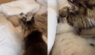 Illustration de l'article : Ce Maine Coon endosse tendrement le rôle de grand frère bienveillant et protecteur pour un chaton Ragdoll nouvellement adopté (vidéo)