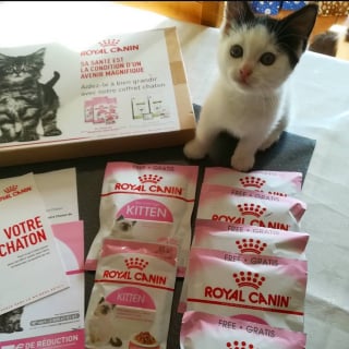 Illustration de l'article : Un coffret découverte Royal Canin® gratuit pour offrir à votre chiot ou chaton le meilleur départ dans la vie !