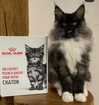 Illustration de l'article : Un coffret découverte Royal Canin® gratuit pour offrir à votre chiot ou chaton le meilleur départ dans la vie !