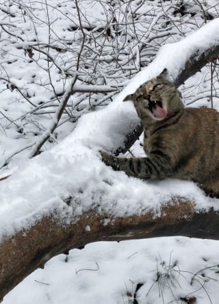 Illustration de l'article : 13 réactions amusantes de chats qui essaient quelque chose pour la première fois