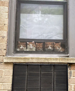 Illustration de l'article : 15 photos de chats curieux qui contemplent le monde depuis la fenêtre