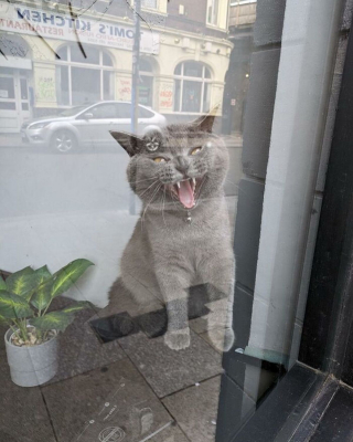 Illustration de l'article : 15 photos de chats curieux qui contemplent le monde depuis la fenêtre