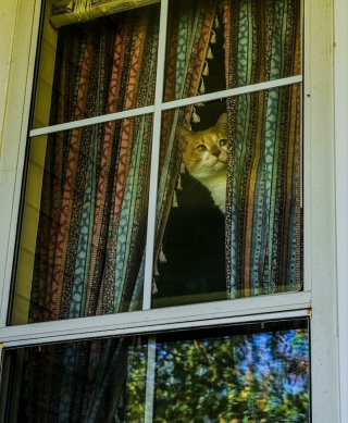 Illustration de l'article : 15 photos de chats curieux qui contemplent le monde depuis la fenêtre