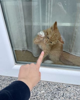 Illustration de l'article : 15 photos de chats curieux qui contemplent le monde depuis la fenêtre