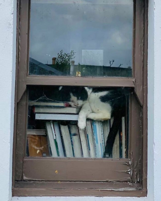 Illustration de l'article : 15 photos de chats curieux qui contemplent le monde depuis la fenêtre