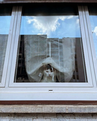 Illustration de l'article : 15 photos de chats curieux qui contemplent le monde depuis la fenêtre