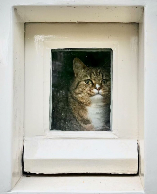 Illustration de l'article : 15 photos de chats curieux qui contemplent le monde depuis la fenêtre