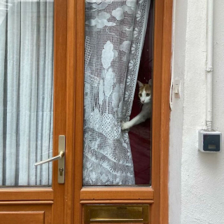 Illustration de l'article : 15 photos de chats curieux qui contemplent le monde depuis la fenêtre