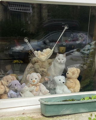 Illustration de l'article : 15 photos de chats curieux qui contemplent le monde depuis la fenêtre