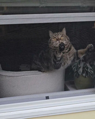 Illustration de l'article : 15 photos de chats curieux qui contemplent le monde depuis la fenêtre