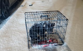 Illustration de l'article : Une chienne abandonnée dans une cage en pleine tempête de neige est secourue aux aurores par une bénévole scandalisée par un tel traitement