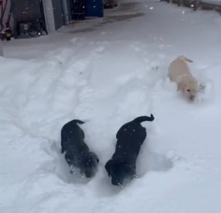 Illustration de l'article : Les chiots d’une même portée voyant la neige pour la première fois de leur vie ne peuvent plus s'arrêter de courir joyeusement sous les flocons (vidéo)