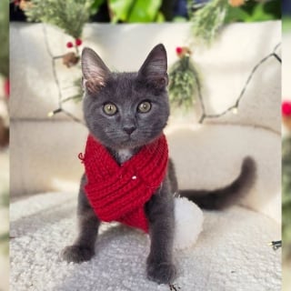 Illustration de l'article : Gravement blessé, ce chaton a été nourri par sonde pendant plusieurs semaines avant de connaître à nouveau le bonheur