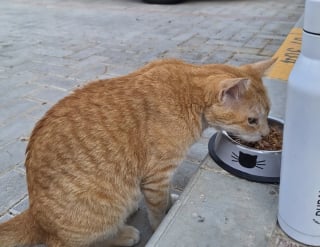 Illustration de l'article : Une chatte abandonnée attend chaque jour sur le trottoir le passage d’une jeune femme et devient progressivement pour elle une source de réconfort (vidéo)