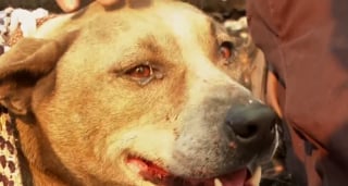 Illustration de l'article : Les larmes d'un homme portant secours à un chien souffrant de brûlures devant la maison d'un ami détruite par des feux de forêt sans précédent