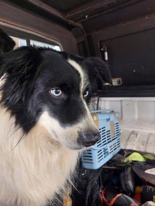 Illustration de l'article : À la rencontre de Flash, le Border Collie qui vole au secours de la faune sauvage (vidéo)