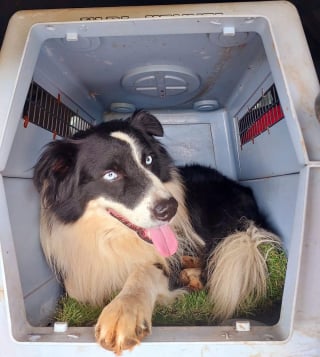 Illustration de l'article : À la rencontre de Flash, le Border Collie qui vole au secours de la faune sauvage (vidéo)