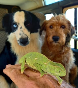 Illustration de l'article : À la rencontre de Flash, le Border Collie qui vole au secours de la faune sauvage (vidéo)