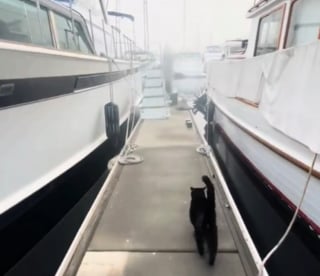 Illustration de l'article : L'amitié touchante entre les chats de 2 bateaux voisins qui se retrouvent quotidiennement au port pour jouer (vidéo)