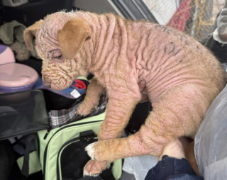 Illustration de l'article : Abandonné dans un campement pour sans-abri et recouvert d’inscriptions, un chiot sans poils reçoit l’aide providentielle de plusieurs anges gardiens (vidéo)