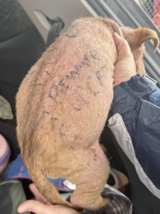 Illustration de l'article : Abandonné dans un campement pour sans-abri et recouvert d’inscriptions, un chiot sans poils reçoit l’aide providentielle de plusieurs anges gardiens (vidéo)