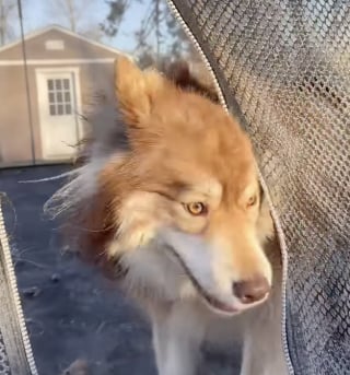 Illustration de l'article : Cette chienne pleine d’énergie est la plus heureuse du monde lorsqu’elle peut sauter sur un trampoline (vidéo)