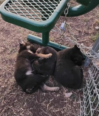 Illustration de l'article : 3 chiots abandonnés dans le froid et blottis les uns contre les autres pour se réchauffer se voient offrir un avenir radieux