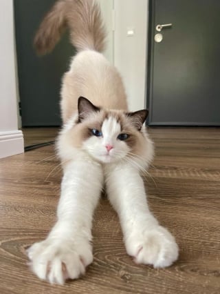 Illustration de l'article : 15 photos de chats magnifiques qui pourraient être de vrais mannequins