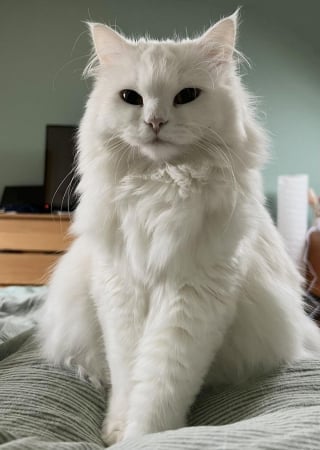 Illustration de l'article : 15 photos de chats magnifiques qui pourraient être de vrais mannequins