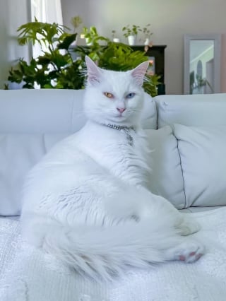 Illustration de l'article : 15 photos de chats magnifiques qui pourraient être de vrais mannequins