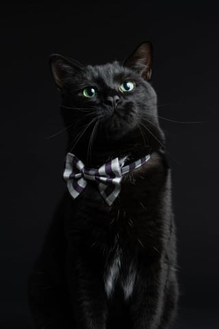 Illustration de l'article : 15 photos de chats magnifiques qui pourraient être de vrais mannequins