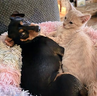 Illustration de l'article : Une chienne endeuillée après la disparition de ses chiots retrouve la joie de vivre grâce à un chaton orphelin en quête d'amour