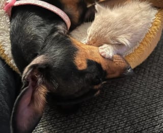 Illustration de l'article : Une chienne endeuillée après la disparition de ses chiots retrouve la joie de vivre grâce à un chaton orphelin en quête d'amour