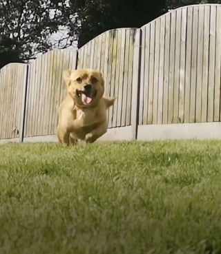 Illustration de l'article : Laissé sur le bord de la route, ce chien renversé par une voiture fait une rencontre qui lui a sauvé la vie