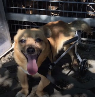 Illustration de l'article : Laissé sur le bord de la route, ce chien renversé par une voiture fait une rencontre qui lui a sauvé la vie