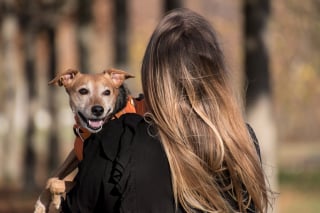 Illustration de l'article : 13 indices qui prouvent que l’on a tout à apprendre de notre chien