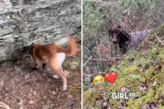 Illustration de l'article : Entraînée à secourir les humains, une chienne à la retraite aide à sauver un Dobermann terrifié perdu dans la nature (vidéo)